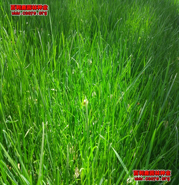 護坡用狗牙根草種草坪圖片