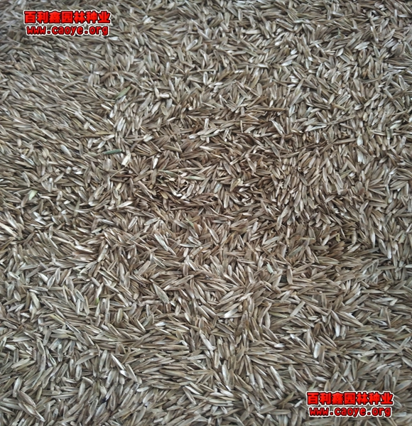 優質波斯菊邊坡綠化種子批發 優質波斯菊邊坡綠化種子批發