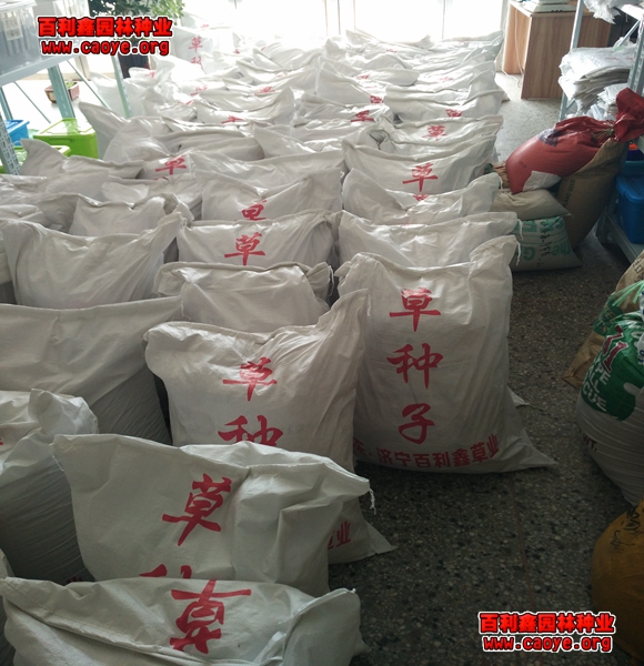 四川邊坡用草坪種子好 四川邊坡用草坪種子好
