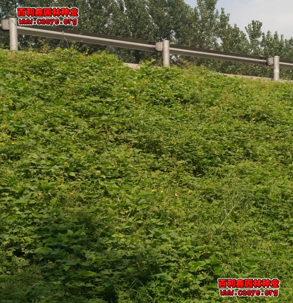 鐵路邊坡護坡草種子 鐵路邊坡護坡草種子