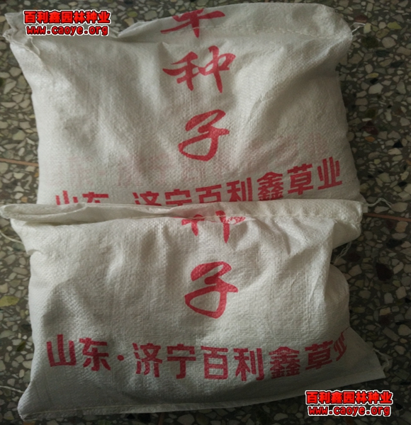 護坡種什么草