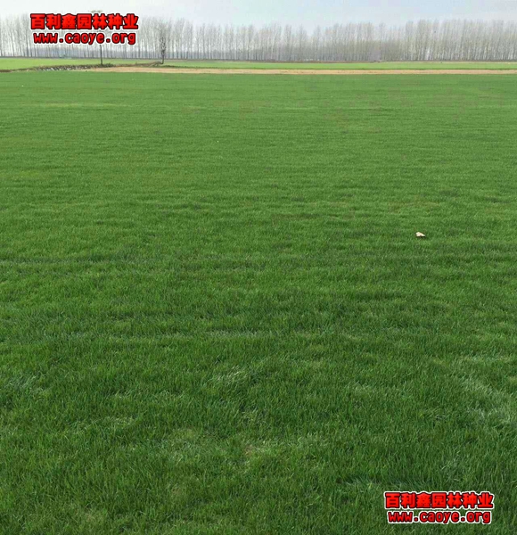 高速護坡草種狗牙根 高速護坡草種狗牙根