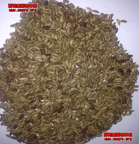 護坡上種什么植物