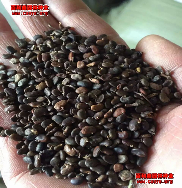 草坪種子護坡磚