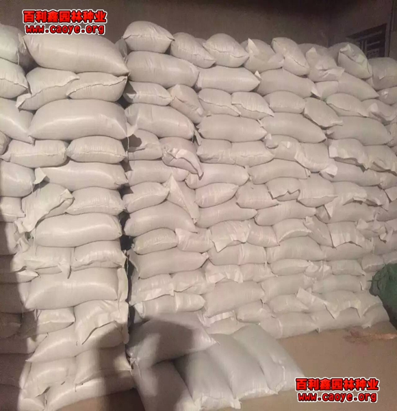 護坡草種子價格哪里賣