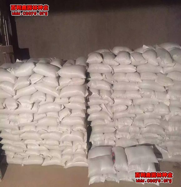 哪里有草坪種子護坡王抗旱的草種子種什么草
