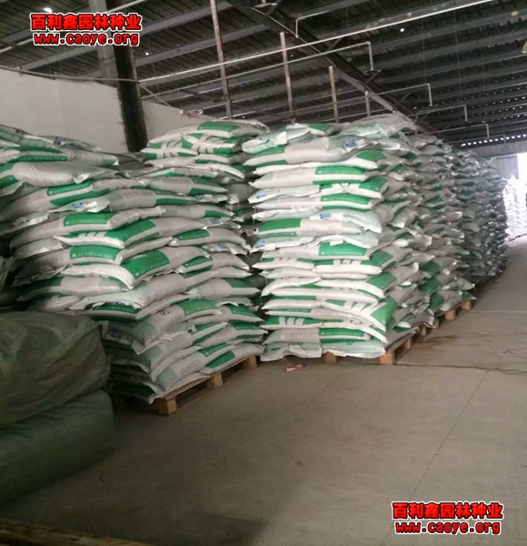護坡用狗牙根草種草坪圖片