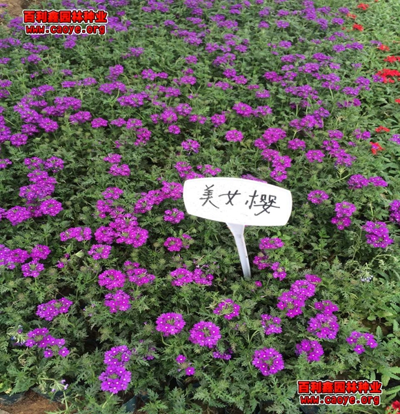 草種子護坡護坡種子批發