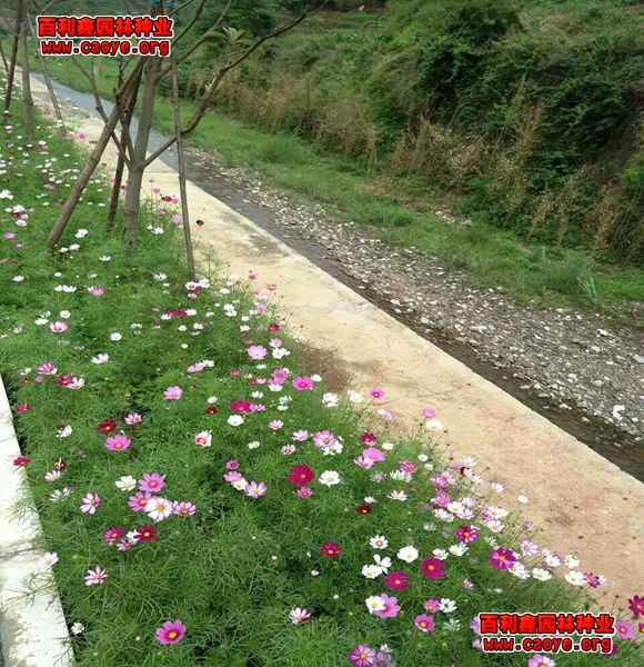 煙臺哪里有進口護坡草種子