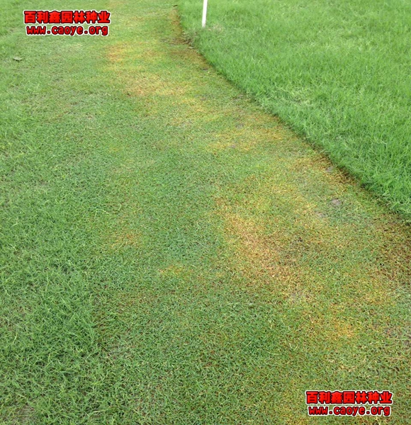 供應成都高速公路邊坡草種 供應成都高速公路邊坡草種