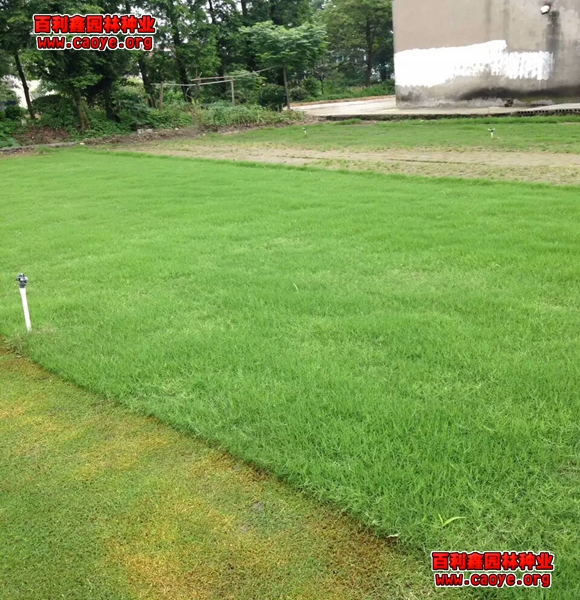 灌陽縣護坡草坪種子批發 灌陽縣護坡草坪種子批發