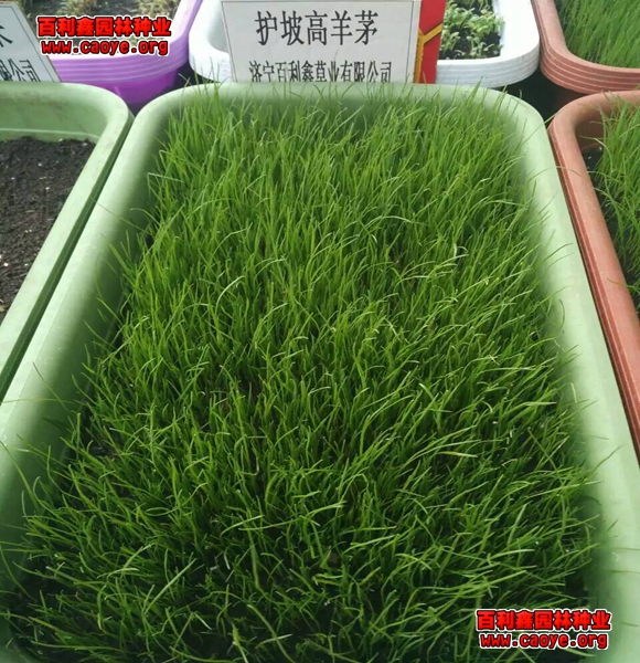 7種常用河道生態護坡形式
