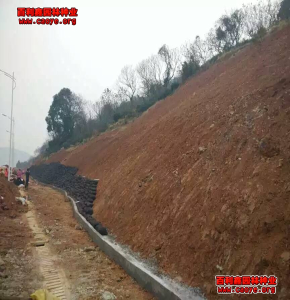 邊坡護坡草種 邊坡護坡草種