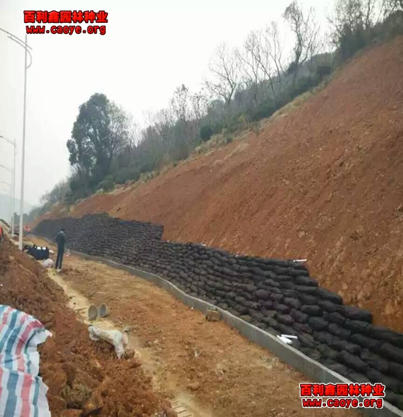 護坡種什么