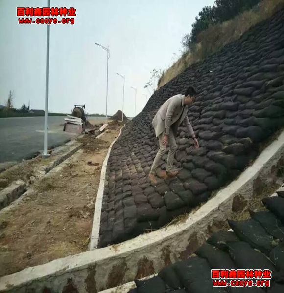 焦作批發護坡草種狗牙根