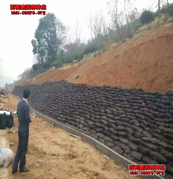 河北國際哪里有護坡草種狗牙根