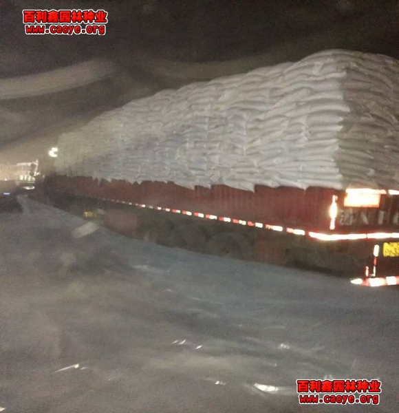 北方護坡綠化品種出芽快的種子需要哪些 北方護坡綠化品種出芽快的種子需要哪些