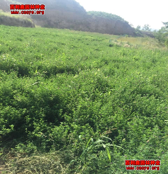 護坡草坪種子廠家