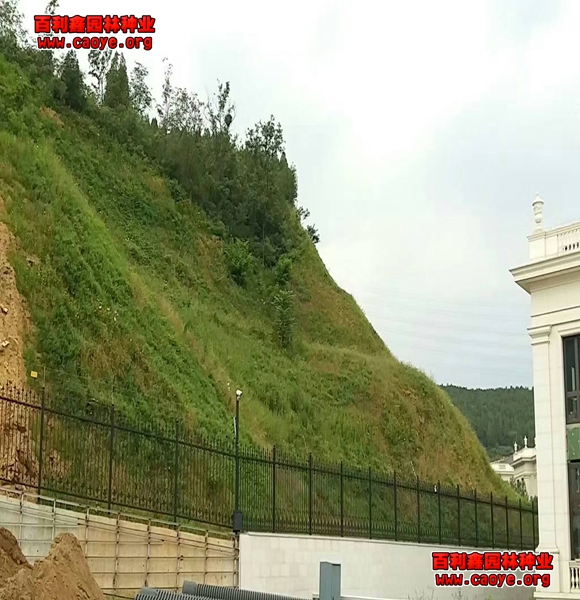 河岸護坡種植設計