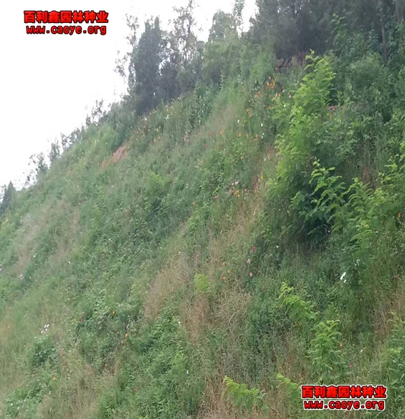 鐵路邊坡護坡草種子 鐵路邊坡護坡草種子