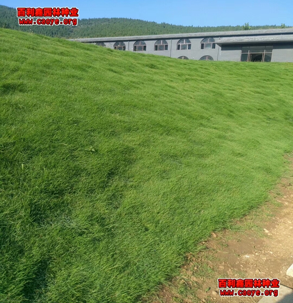 蕪湖批發護坡草種 進口 蕪湖批發護坡草種 進口