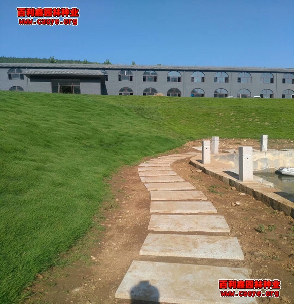 優質波斯菊邊坡綠化種子批發 優質波斯菊邊坡綠化種子批發