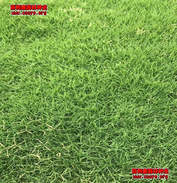 邊坡綠化草種 邊坡綠化草種