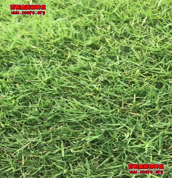 大量批發各種護坡草種