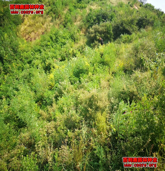 七種常用河道生態護坡形式