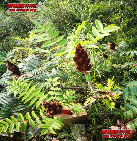護坡上種什么植物