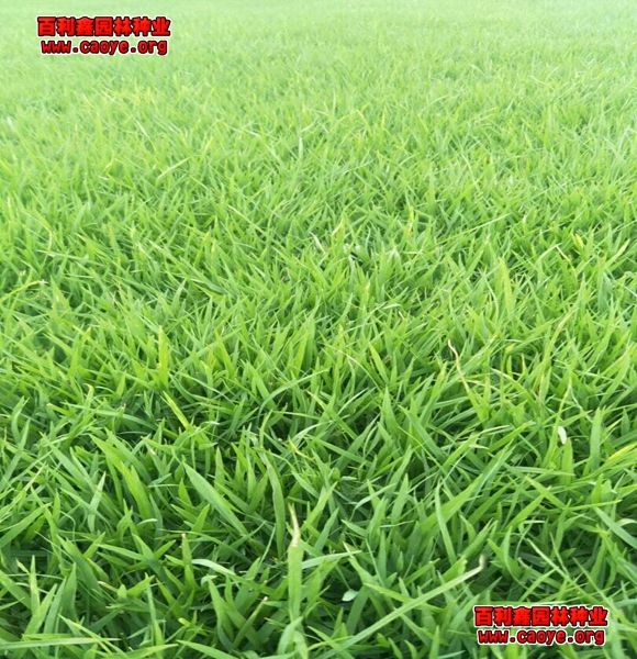 四川邊坡用草坪種子好 四川邊坡用草坪種子好