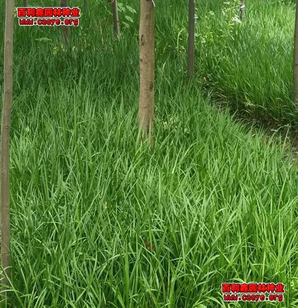 北方常用護坡綠化樹種