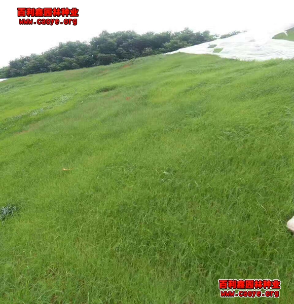 河岸護坡草坪種子好種的草種子種什么草好看