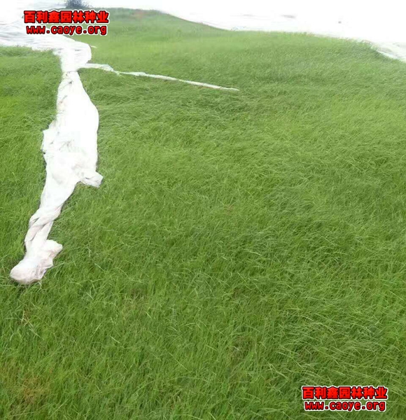 護坡防護網的種類
