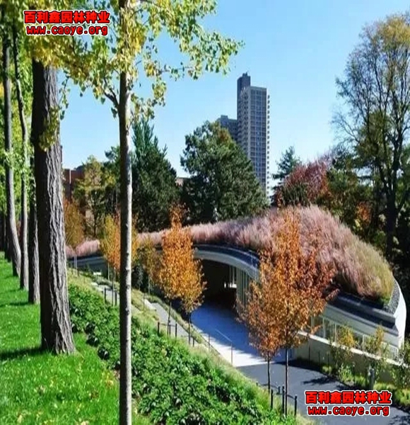 魚塘護坡用什么草種子好 魚塘護坡用什么草種子好