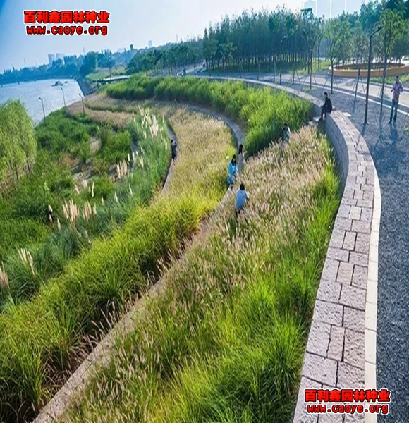 魚池護坡種植什么