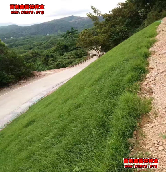 護坡工程需要哪些種子