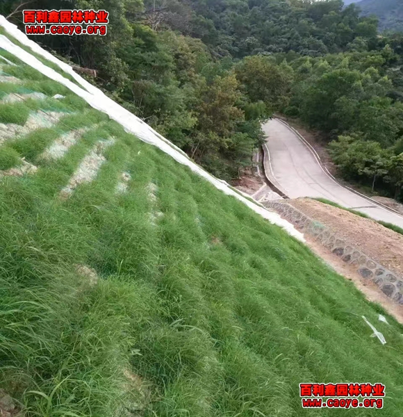 南方護坡草種價格 南方護坡草種價格