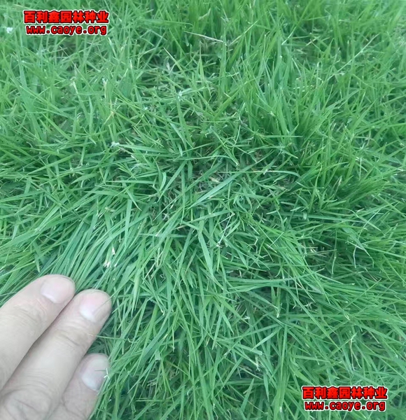 護坡種植設計圖