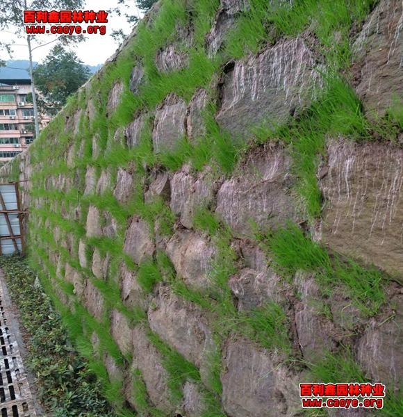 護坡牧草種子
