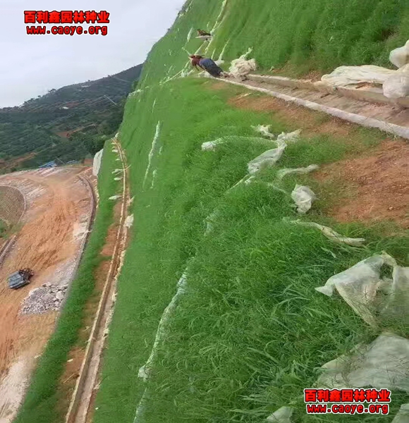 四川邊坡草種 成都 四川邊坡草種 成都