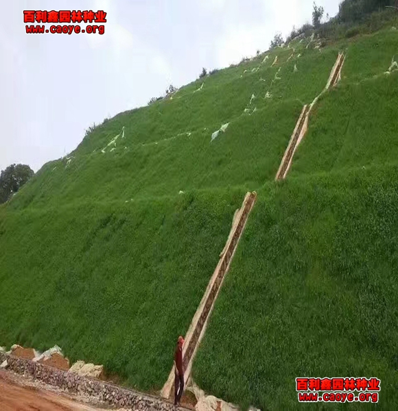 蕪湖批發護坡草種 進口 蕪湖批發護坡草種 進口