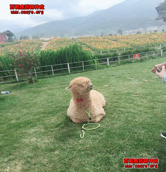 廣西護坡灌木種子 價格