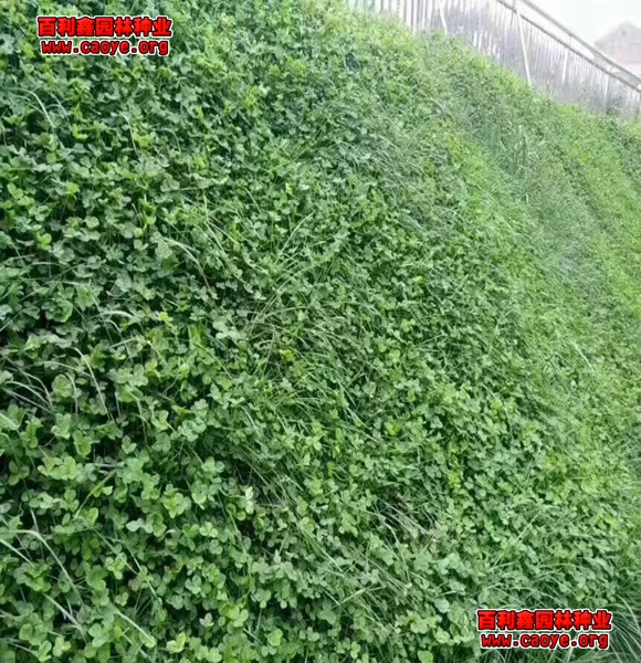大量批發各種護坡草種