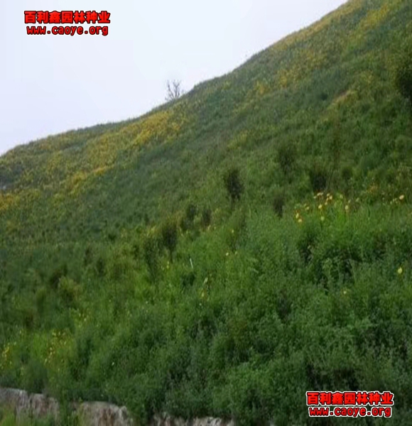 邊坡噴播草籽種類 邊坡噴播草籽種類