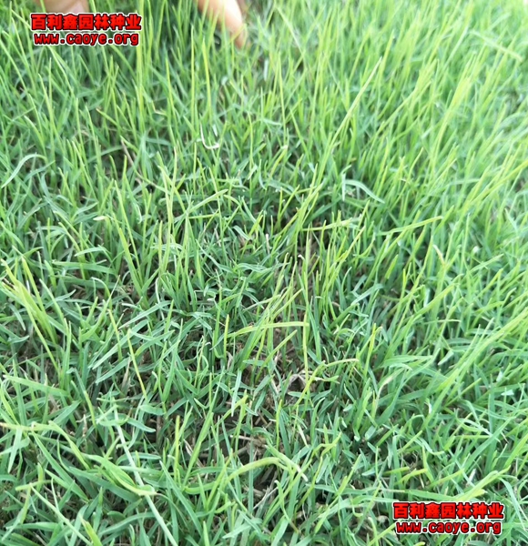 護坡用狗牙根草種草坪圖片