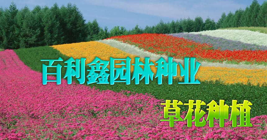 草花種植