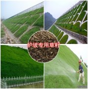護坡專用草坪種子,邊坡草種