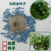 馬蹄金種子（銅錢草）