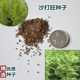 沙打旺種子價格，防沙固土